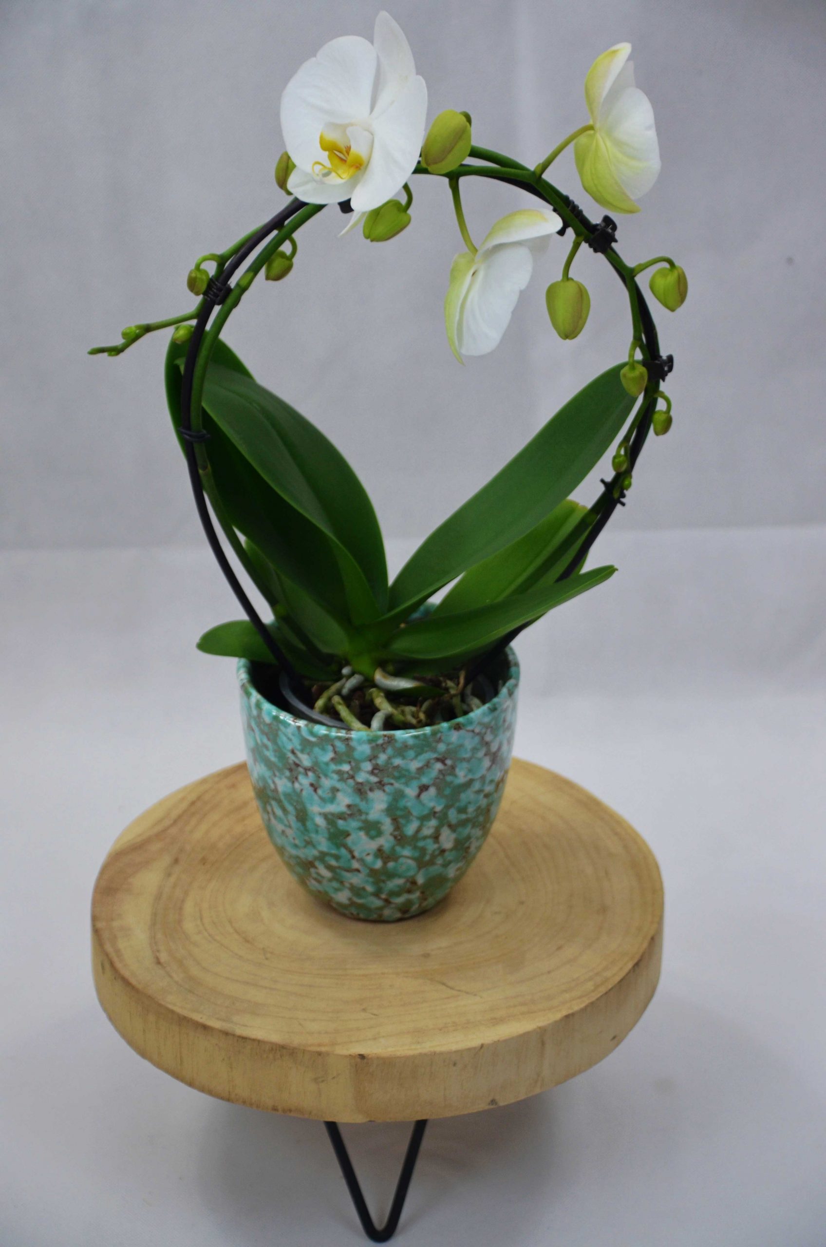 Phalaenopsis special