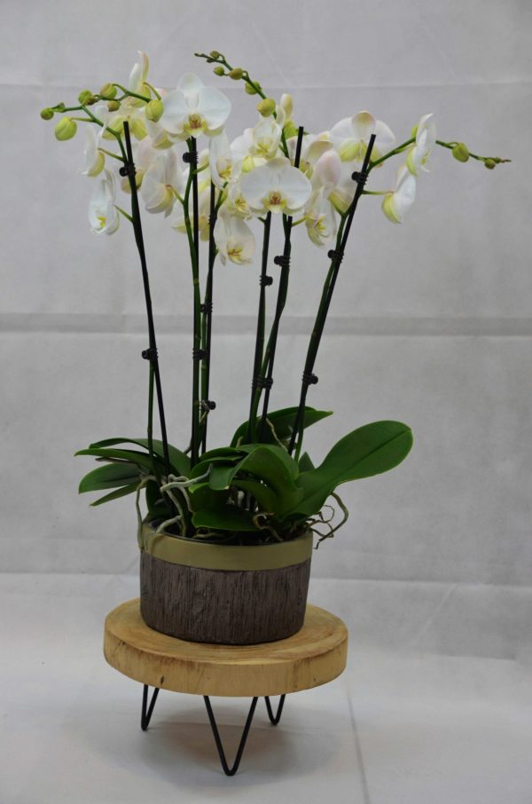 Phalaenopsis in schaal
